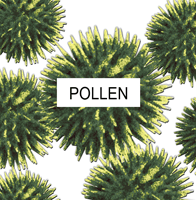 Magnified Photo of Pollen
